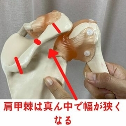 骨模型　肩