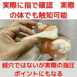 骨模型　肩