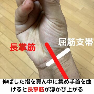長掌筋