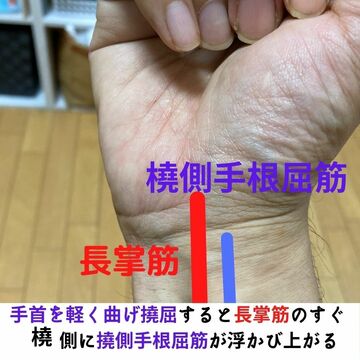 長掌筋
