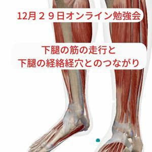下腿　経絡　筋