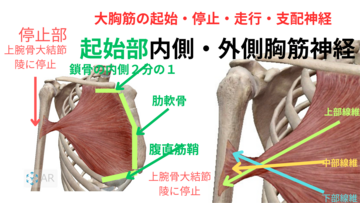 運動学 筋学 国試
