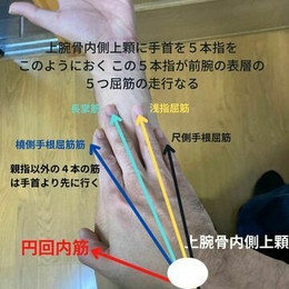 筋学