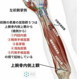 筋学