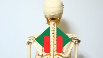 肩甲骨の内側と僧帽筋