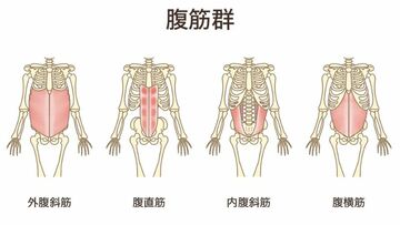 腹筋群