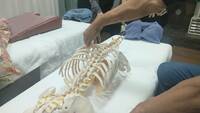 【プロ直伝】脊柱・肋骨の触診技術と「垂直圧」を極める指圧のコツ